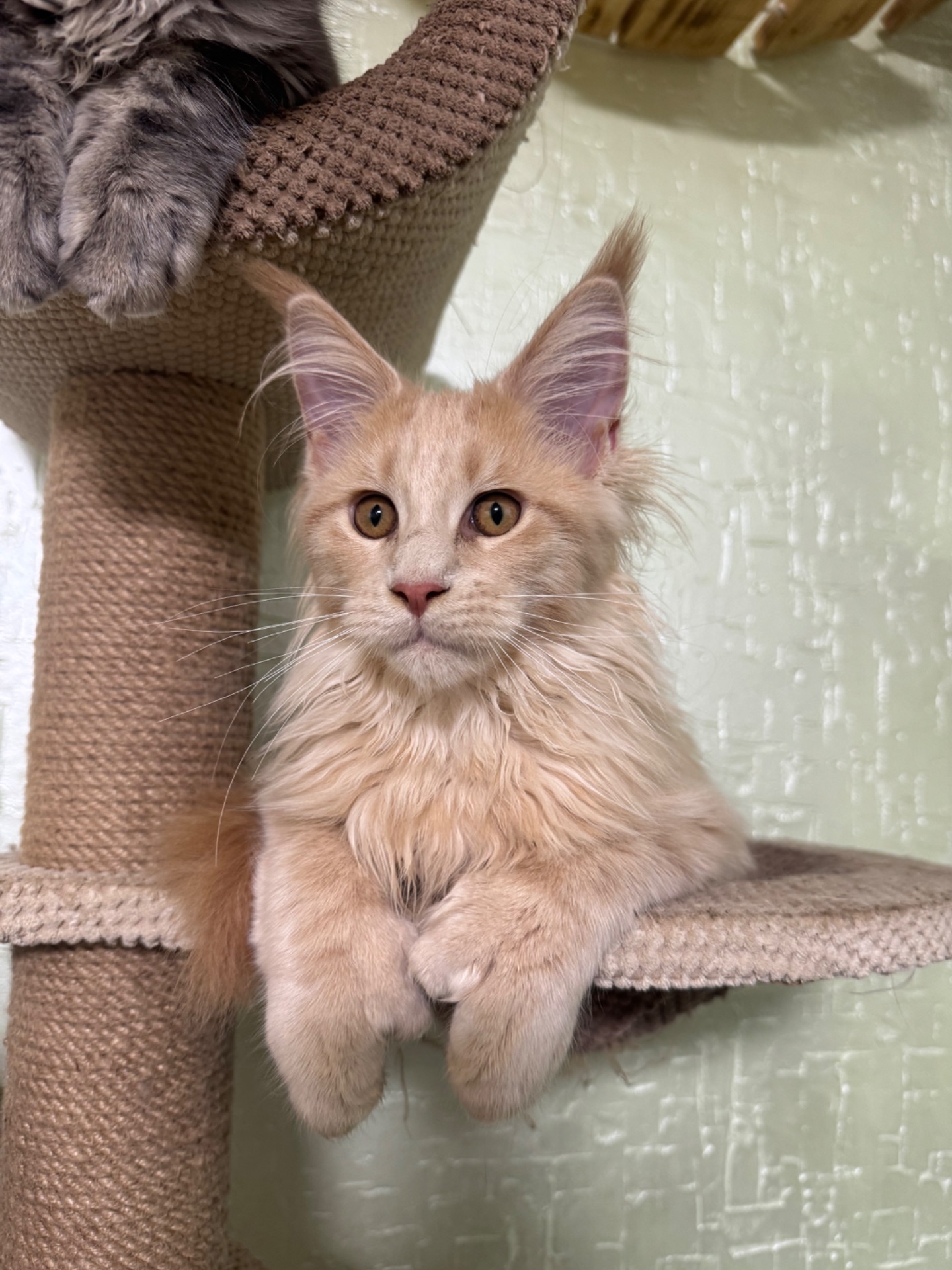 Полідакт хлопчик Мейн кун Орфей