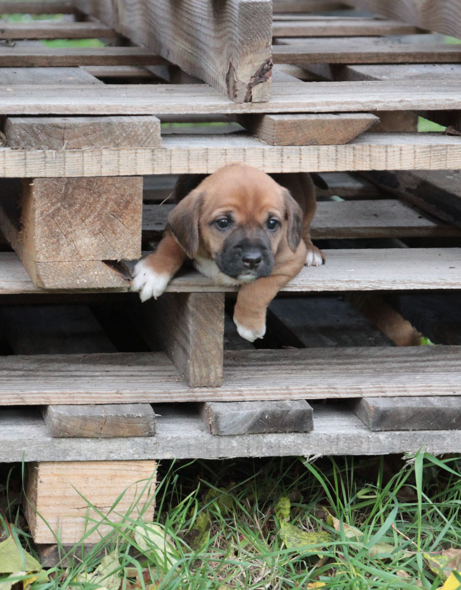 Тендітна красуня