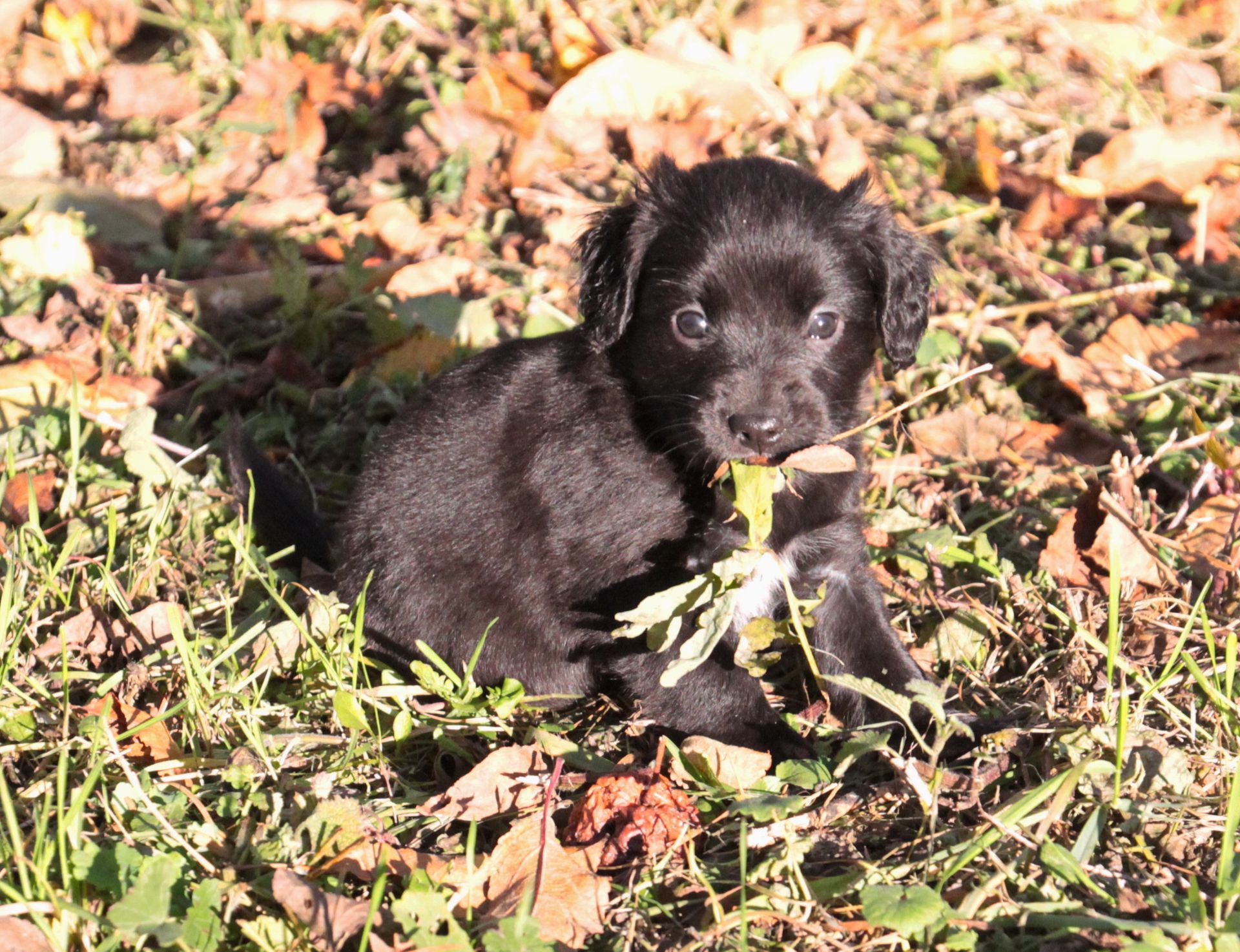 Два кг пухнастого щастя :)