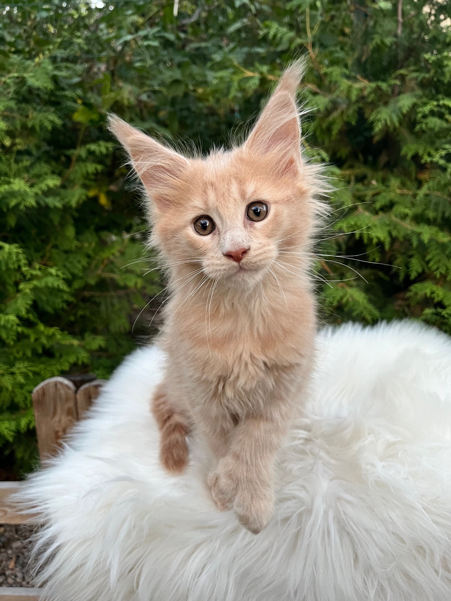 Полідакт хлопчик Мейн кун Орфей