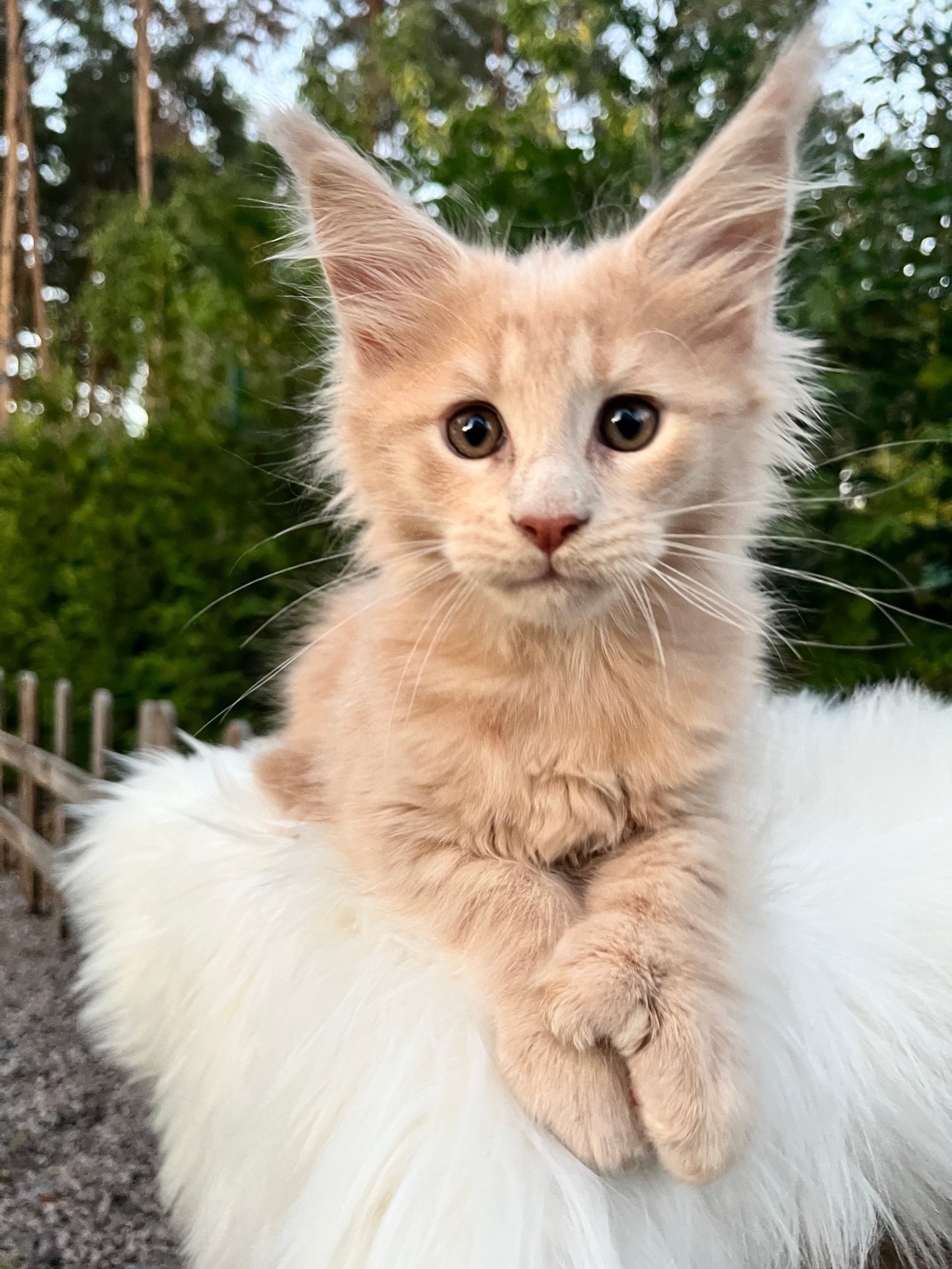 Полідакт хлопчик Мейн кун Орфей