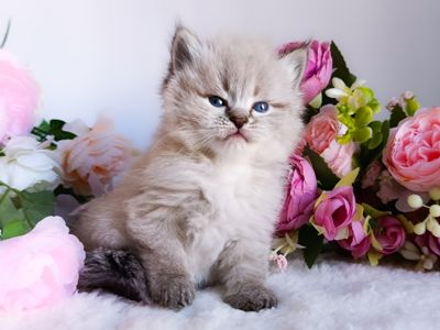 Блакитноокий клубний невський маскарадний хлопчик Benedict