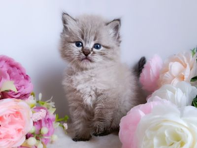 Блакитноокий клубний невський маскарадний хлопчик Benedict