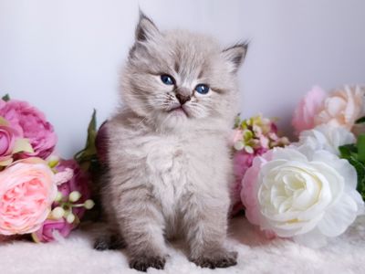 Блакитноокий клубний невський маскарадний хлопчик Benedict