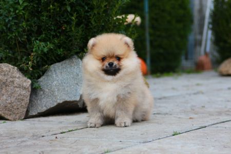 Мальчик Померанский Шпиц