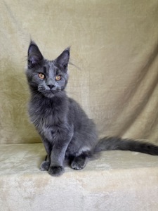 Норма блакитний хлопчик Мейн кун