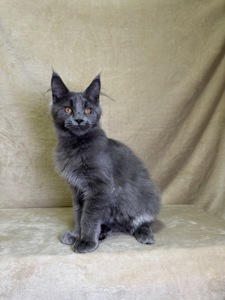 Норма блакитний хлопчик Мейн кун