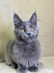 Норма блакитний хлопчик Мейн кун