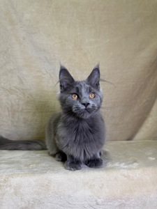 Норма блакитний хлопчик Мейн кун