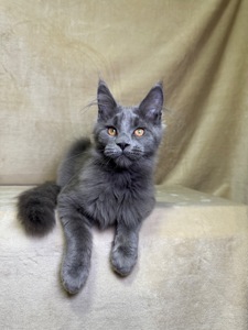 Норма блакитний хлопчик Мейн кун