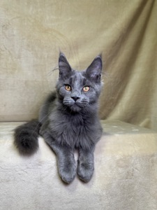 Норма блакитний хлопчик Мейн кун