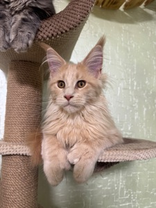 Полідакт хлопчик Мейн кун Орфей