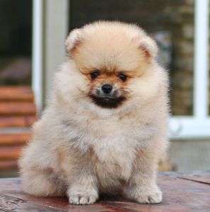 Мальчик Померанский Шпиц