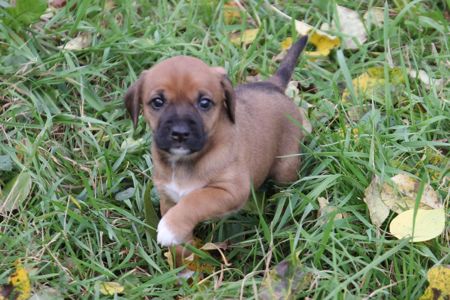 Тендітна красуня