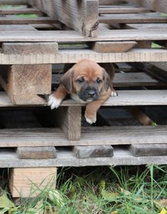 Тендітна красуня