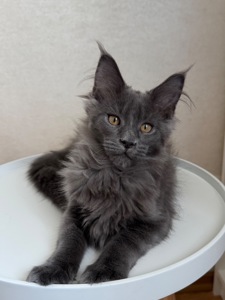 Нейтан мейн кун хлопчик