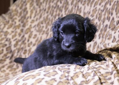 Два кг пухнастого щастя :)