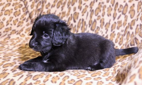 Два кг пухнастого щастя :)