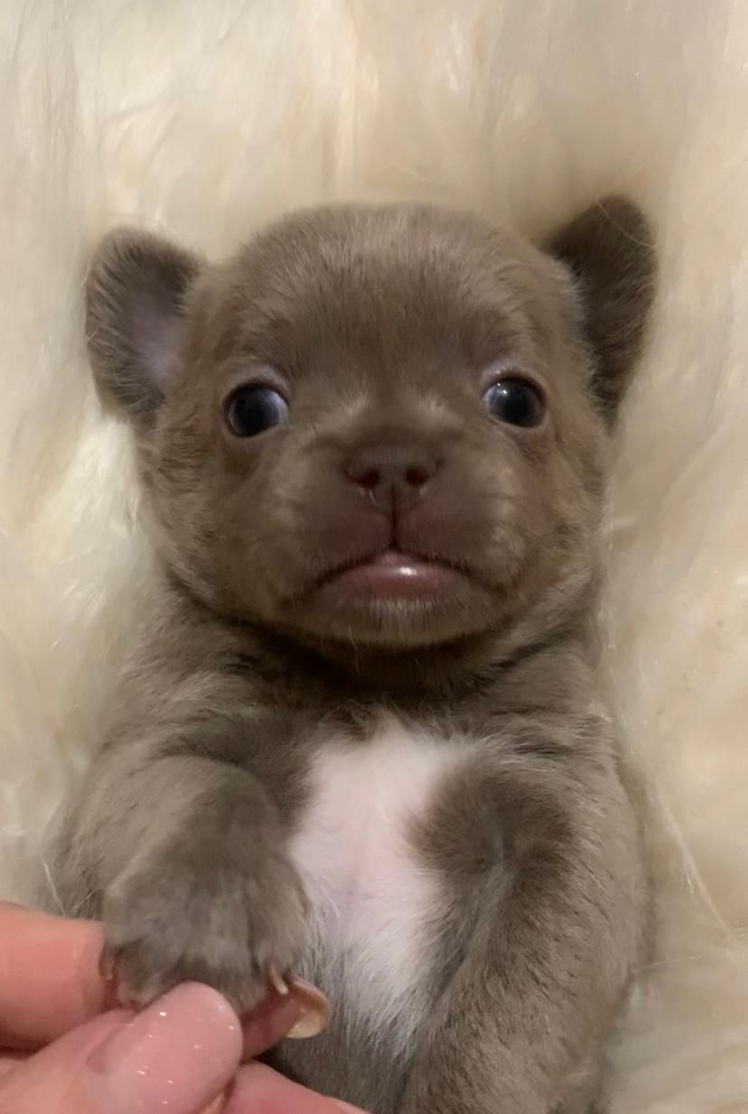 Великолепная Лилу