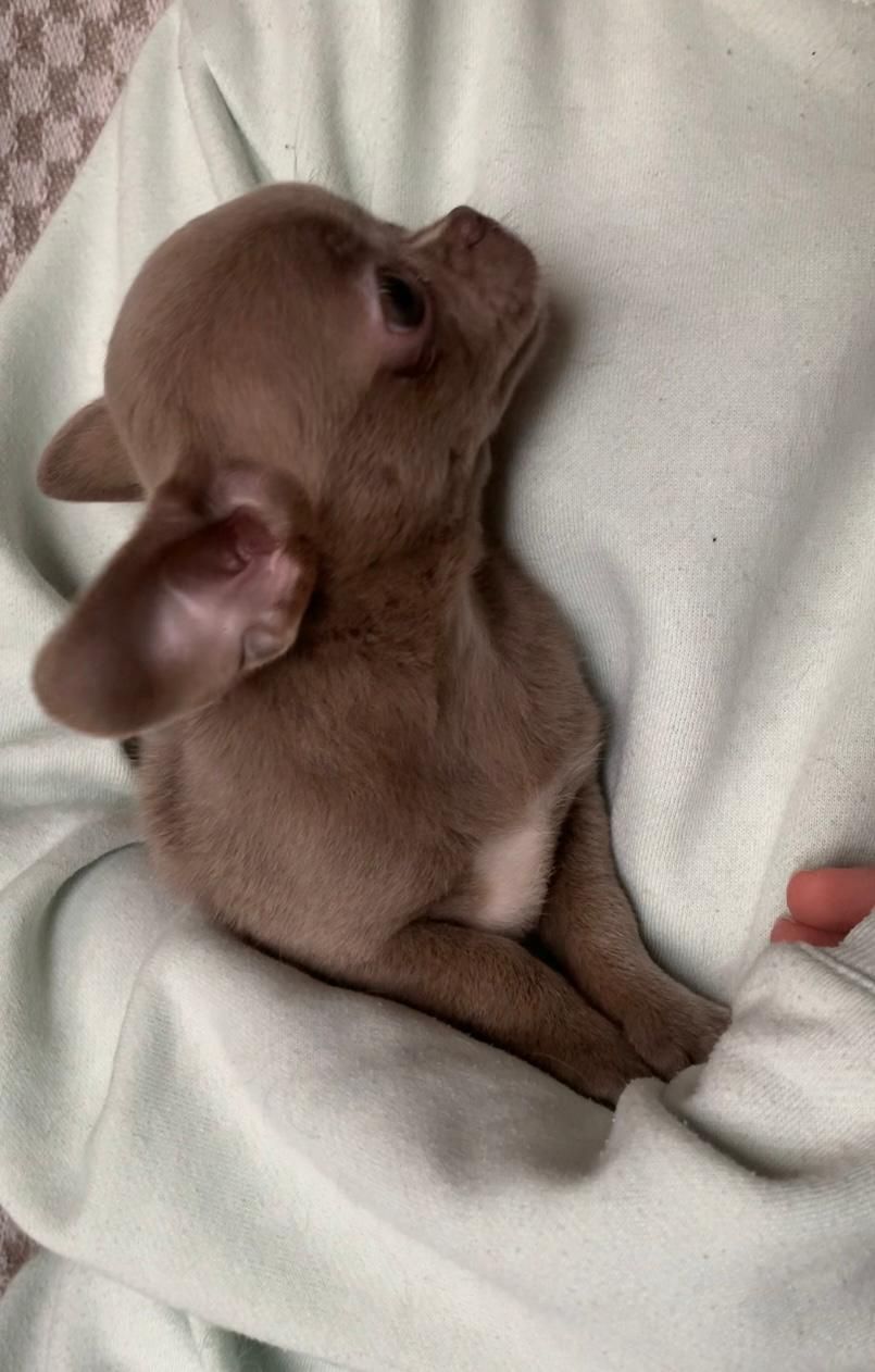 Великолепная Лилу