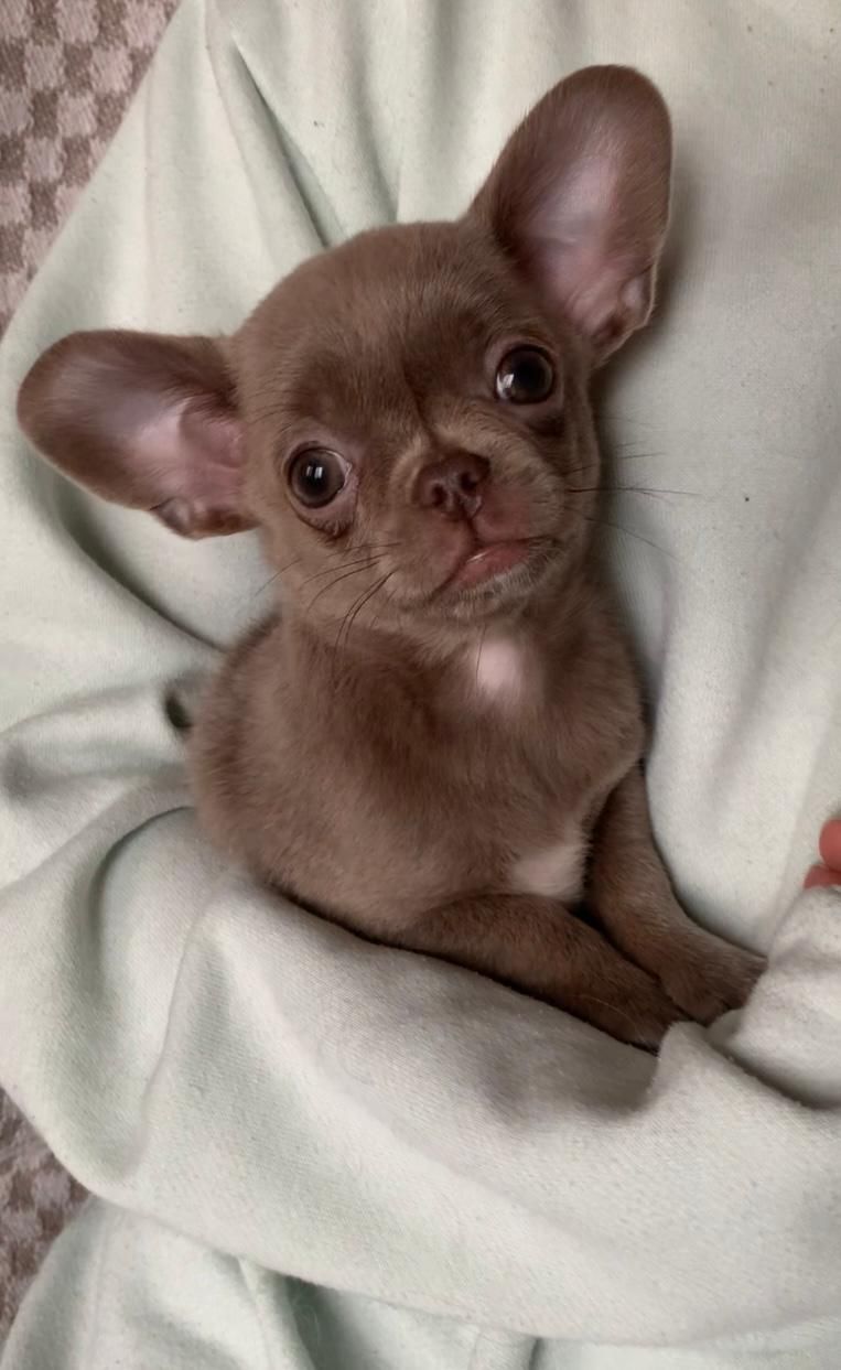 Великолепная Лилу