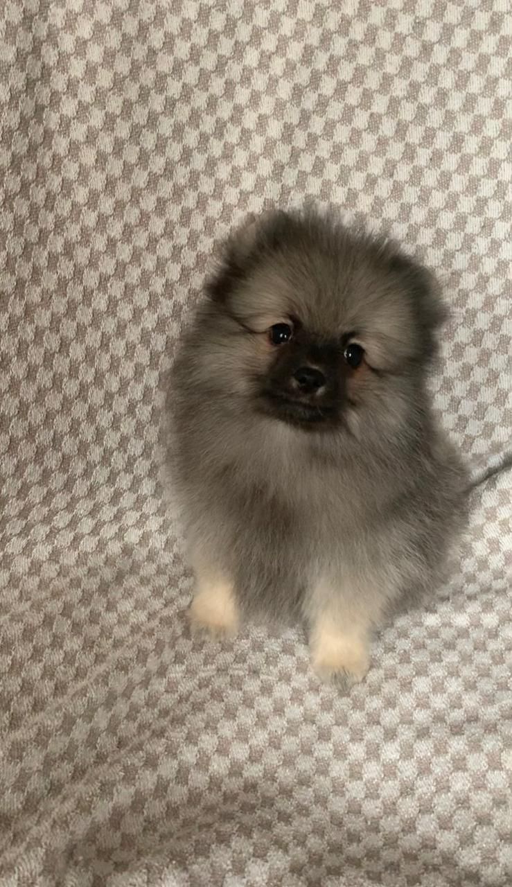 Несравненный Балу