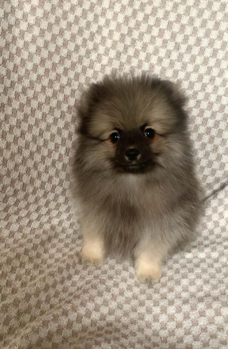 Несравненный Балу