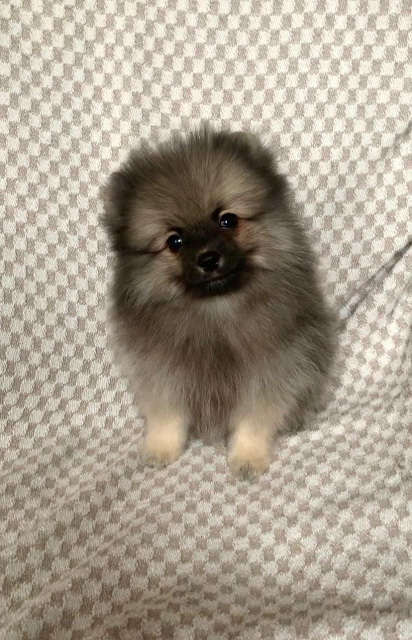 Несравненный Балу