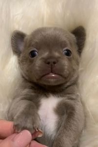 Великолепная Лилу