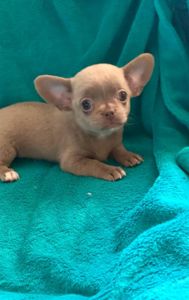 Великолепная Лилу