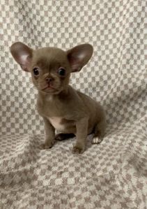 Великолепная Лилу