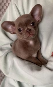 Великолепная Лилу