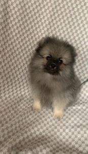 Несравненный Балу