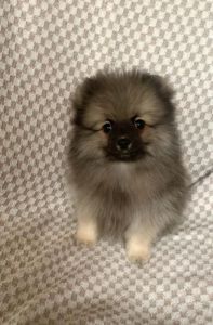 Несравненный Балу