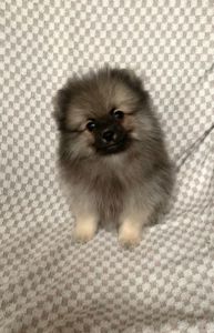 Несравненный Балу