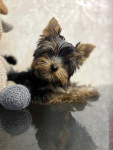 Цуценя йорка дівчинка