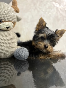 Цуценя йорка дівчинка