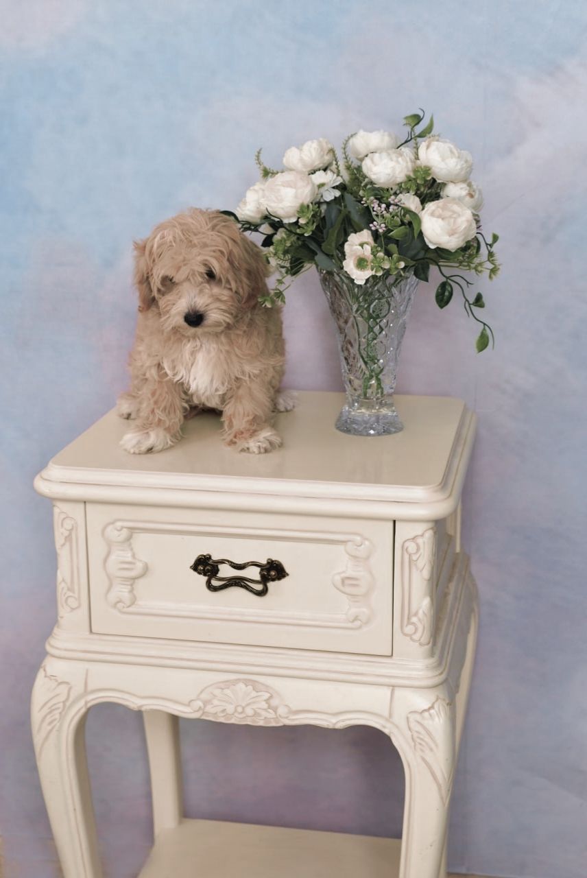 Цуценята мальтіпу Ф1