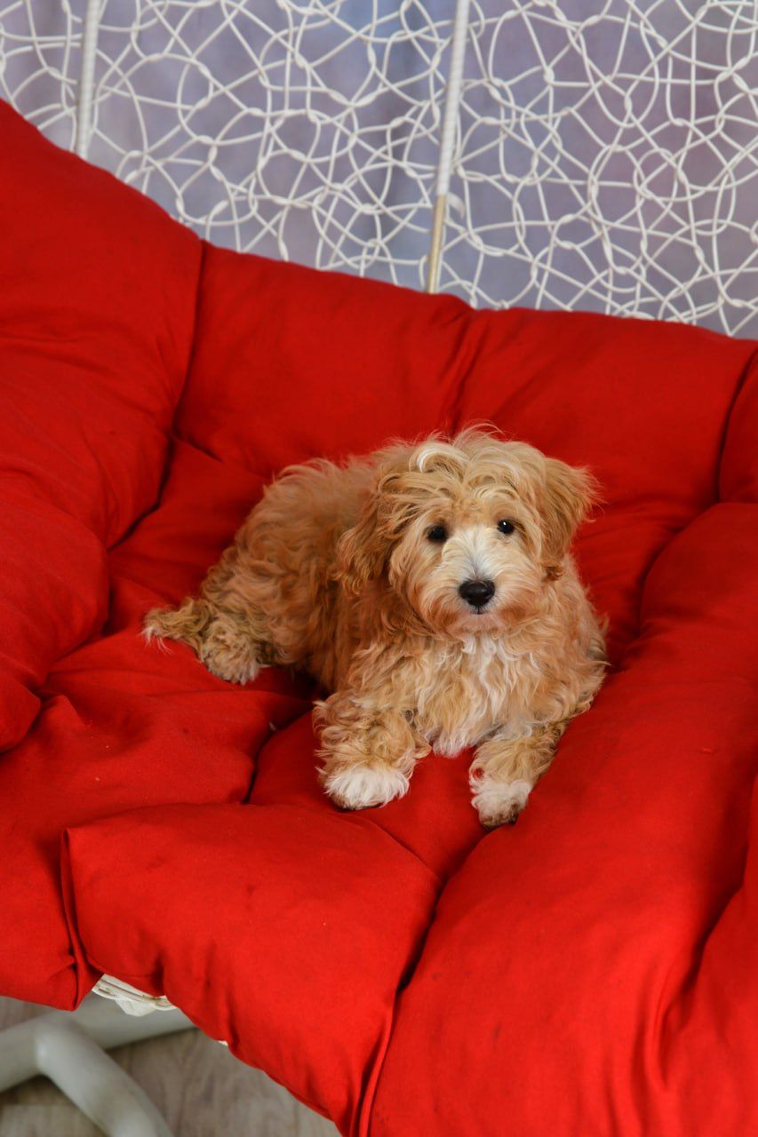 Цуценята мальтіпу Ф1