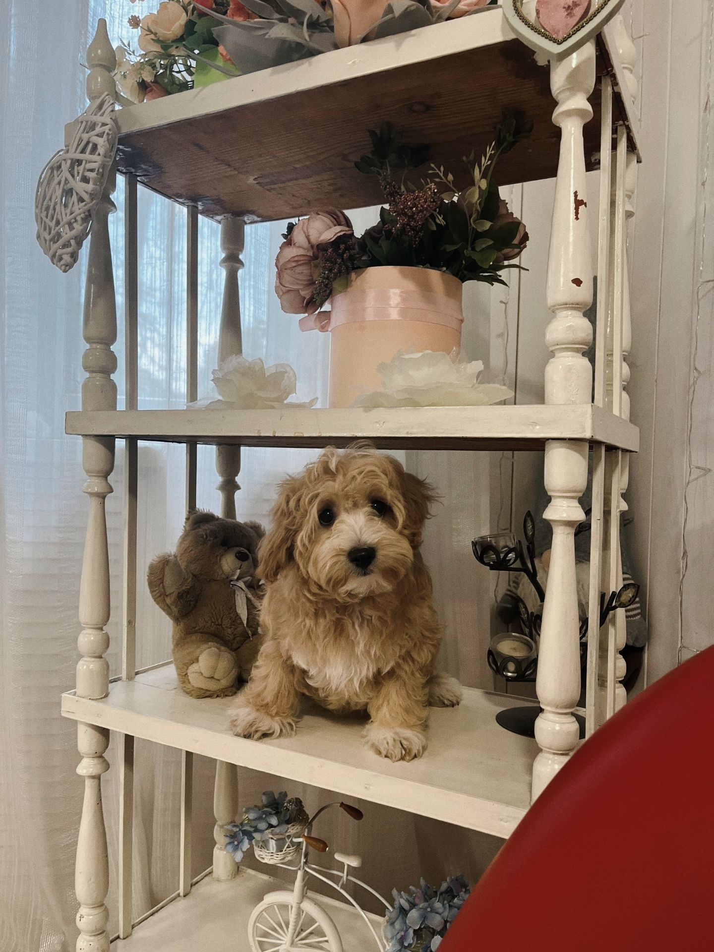 Цуценята мальтіпу Ф1