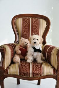 Цуценята мальтіпу Ф1