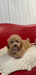 Цуценята мальтіпу Ф1