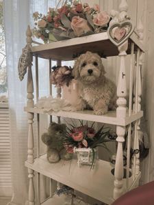 Цуценята мальтіпу Ф1