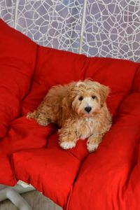 Цуценята мальтіпу Ф1