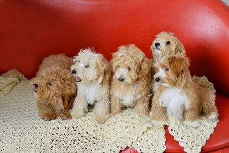 Цуценята мальтіпу Ф1