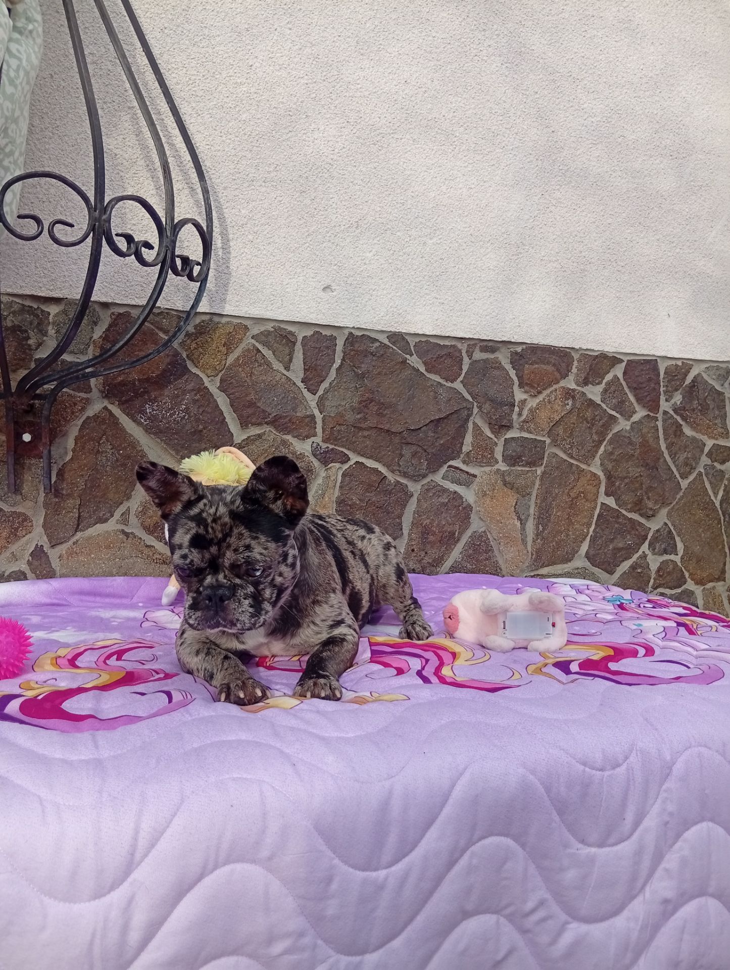 Цуценя французького бульдога