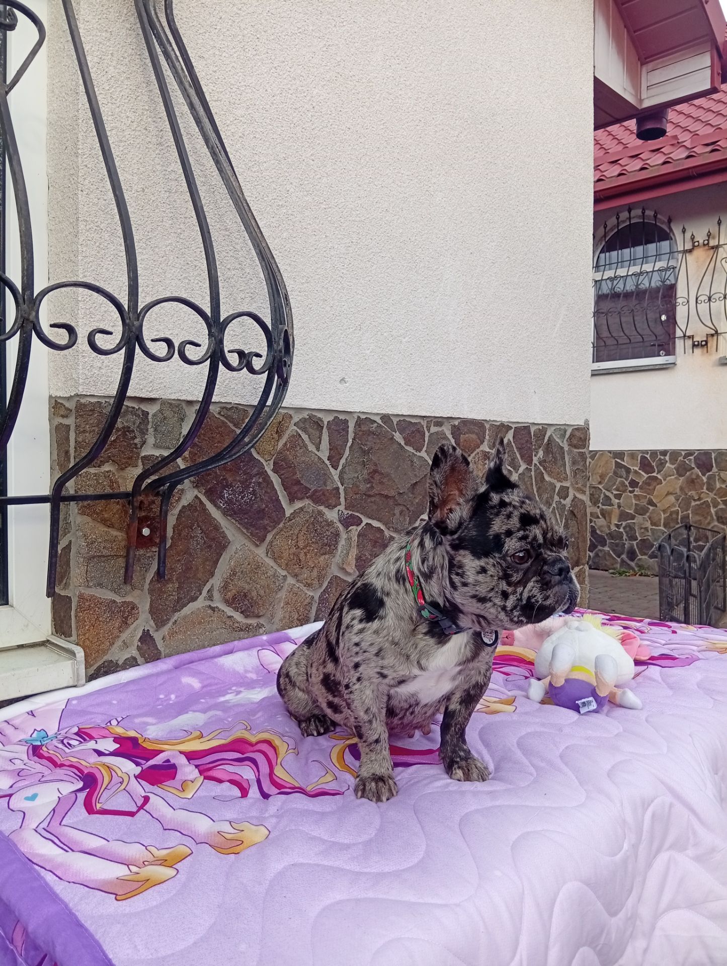 Цуценя французького бульдога