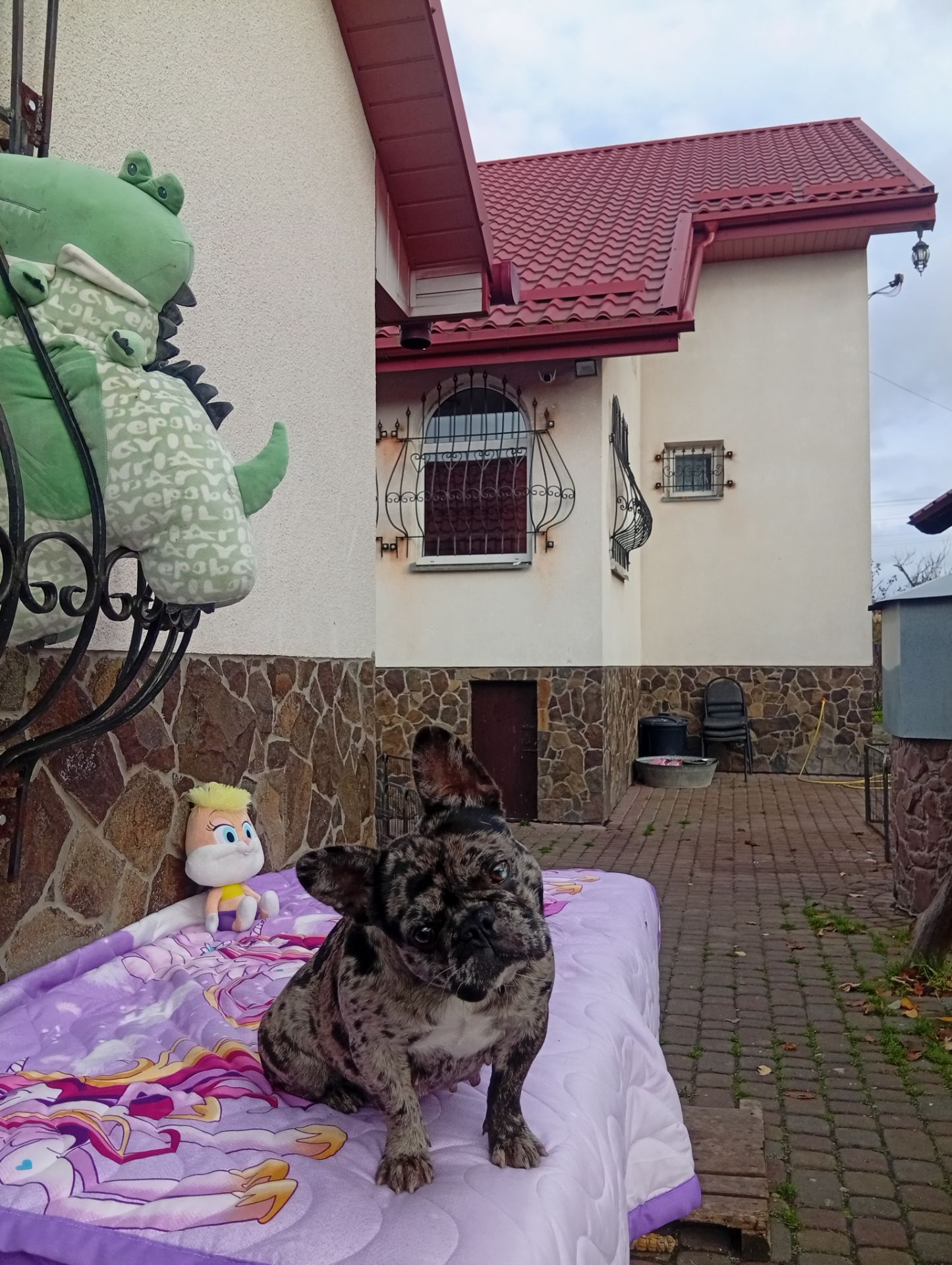 Цуценя французького бульдога