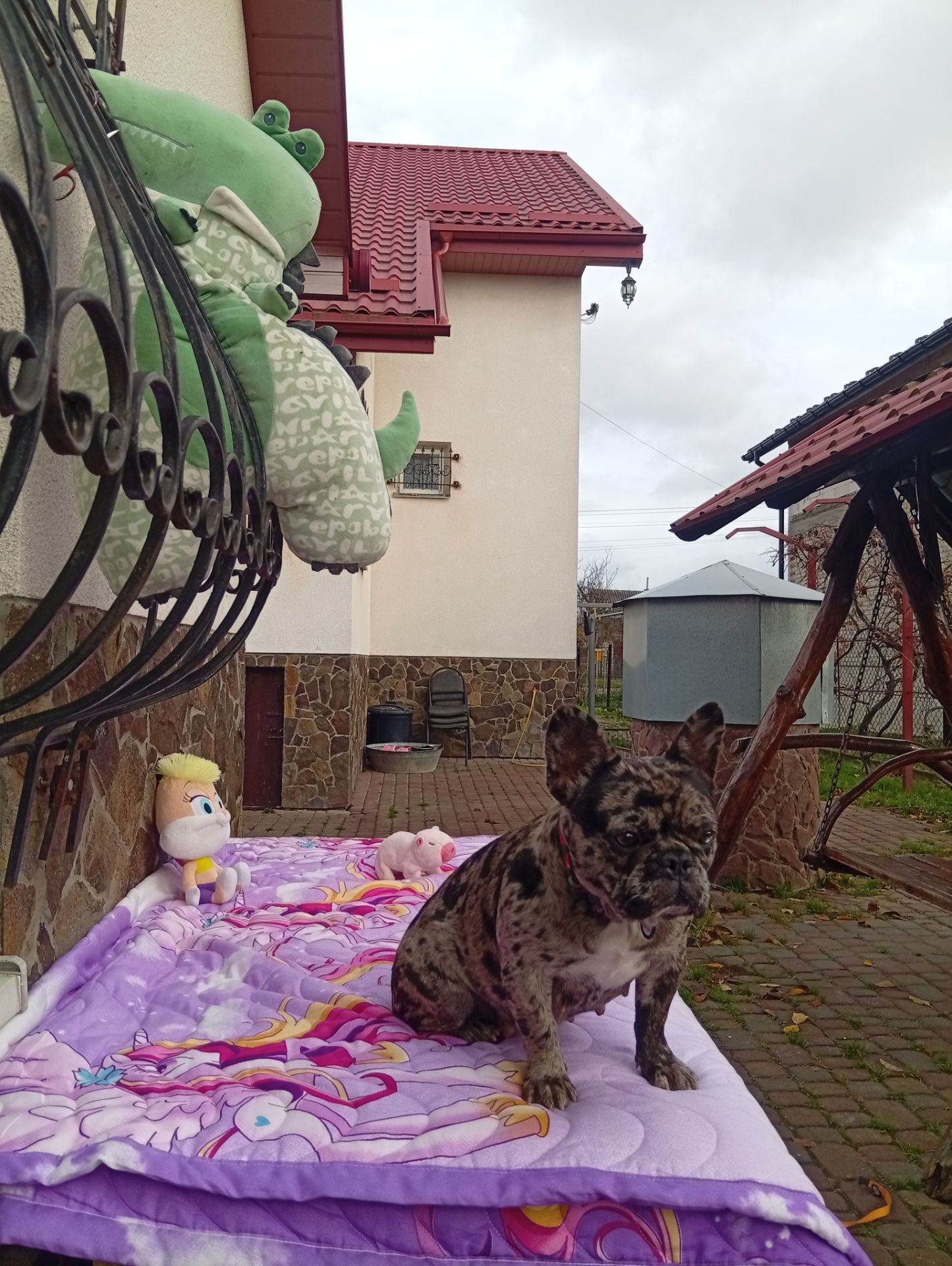 Цуценя французького бульдога