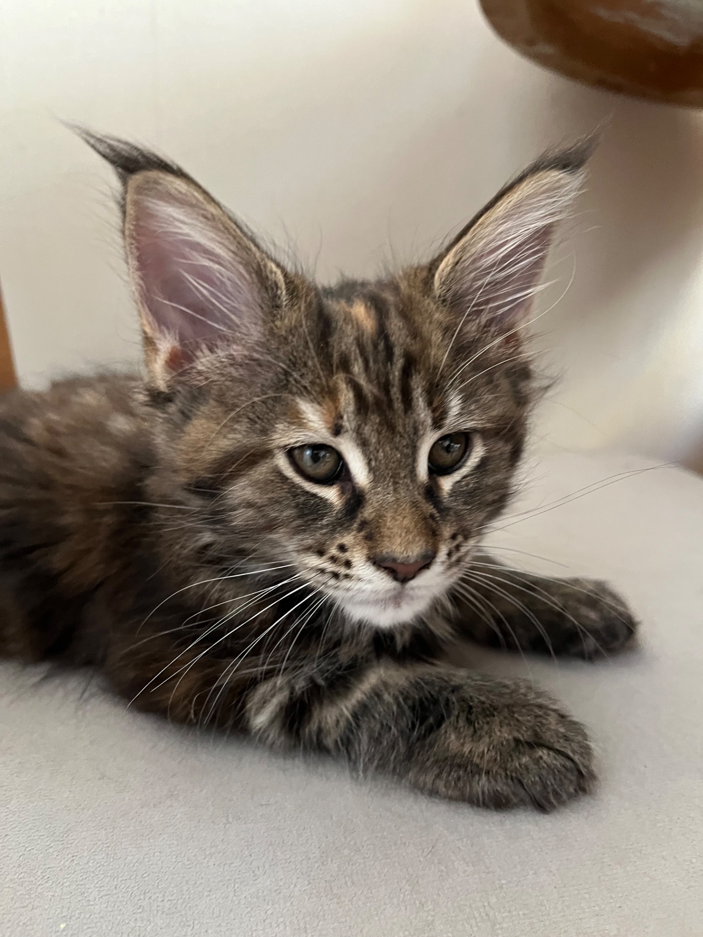 Кошеня Мейн-кун дівчинка